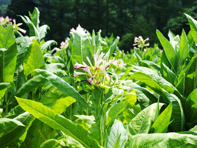 烤煙專(zhuān)賣(mài)店_烤煙價(jià)格_烤煙哪里買(mǎi)