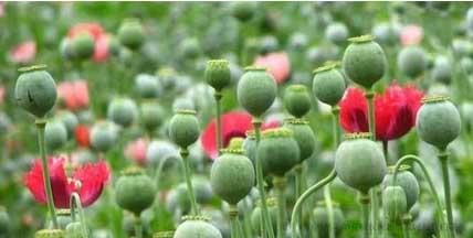 老太誤種罌粟獲刑 罌粟是什么 有何用途 組圖