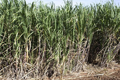 最高補(bǔ)貼1150元一畝,廣西多地出臺(tái)2020年種糖料蔗補(bǔ)貼政策