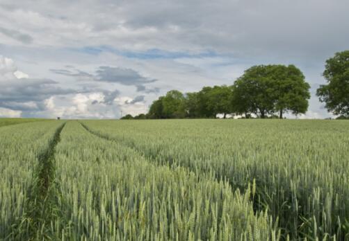 生產功能區和糖料蔗生產保護區劃定工作方案的通知-第1張圖片-創載網