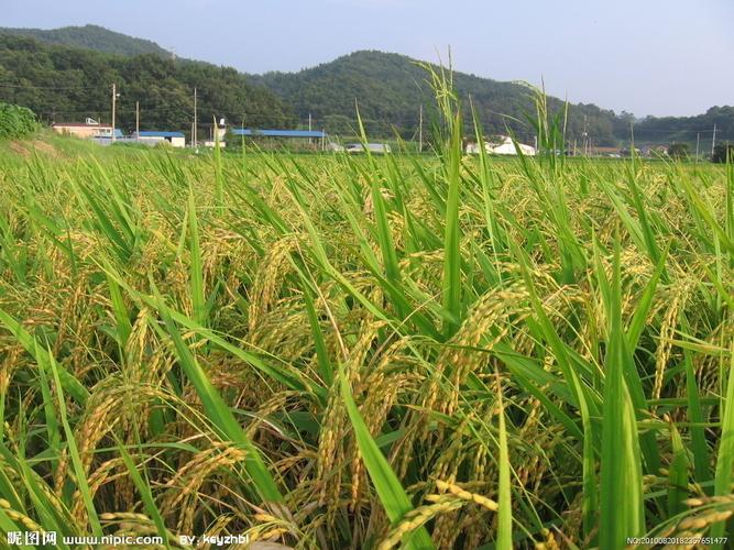 農(nóng)作物圖片
